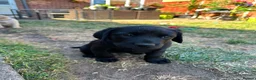 Labrador Retriever dogs for sale: (3 left) ADORABLE LABRADOR PUPPIES FOR SALE 🐾  - Advert 7