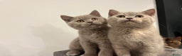 British Shorthair cats for sale: Pedigree British Shorthair Kittens Golden & Lilac - Advert 4