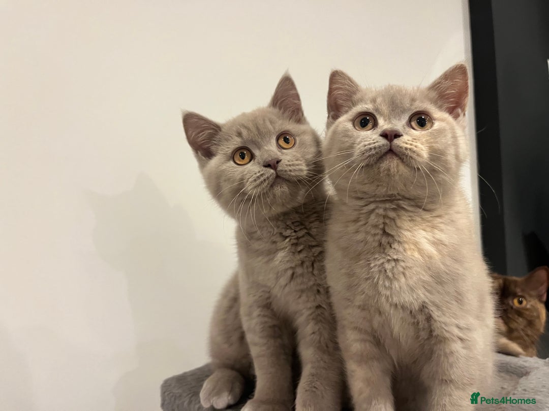 British Shorthair cats for sale: Pedigree British Shorthair Kittens Golden & Lilac - Advert 4