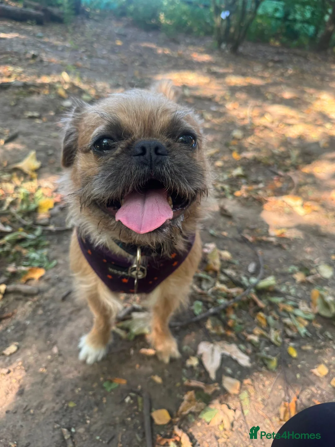 Pug dogs for adoption: Buddy - Advert 2