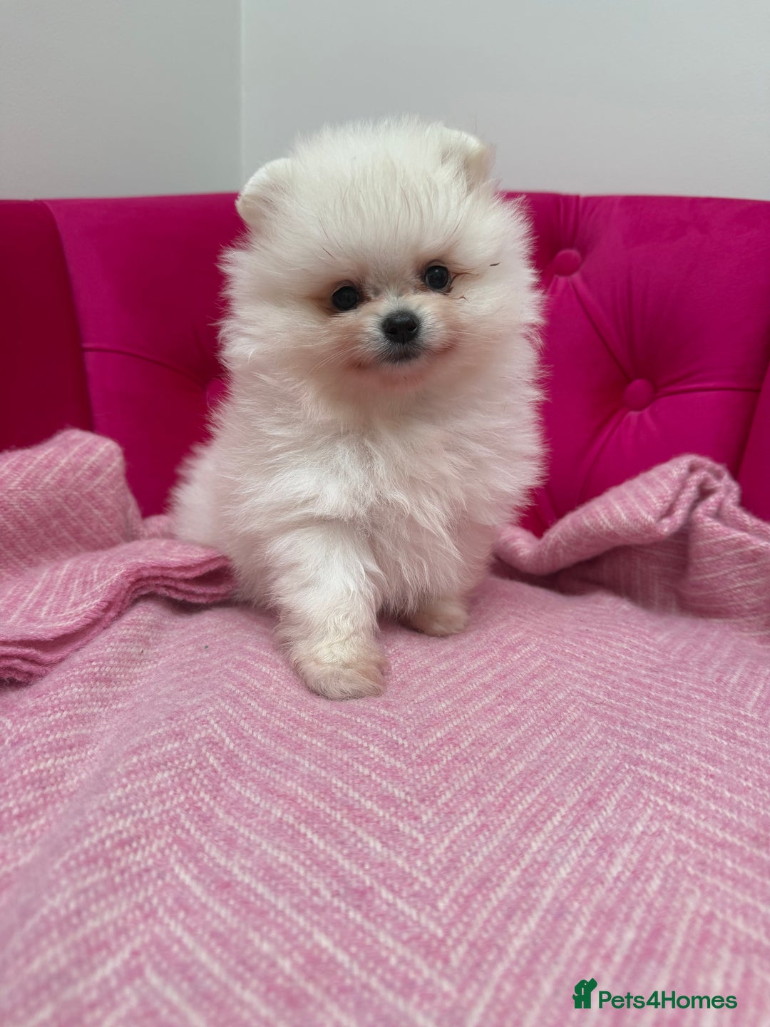 Pomeranian dogs for sale: READY 2nd August KC White Teddy Bear Poms - Image 8