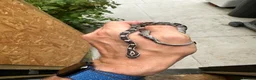 Corn Snake reptiles for sale: 🐍 2026 HATCHLING CORN SNAKES AVAILABLE 🐍 in Hornchurch - Advert 2