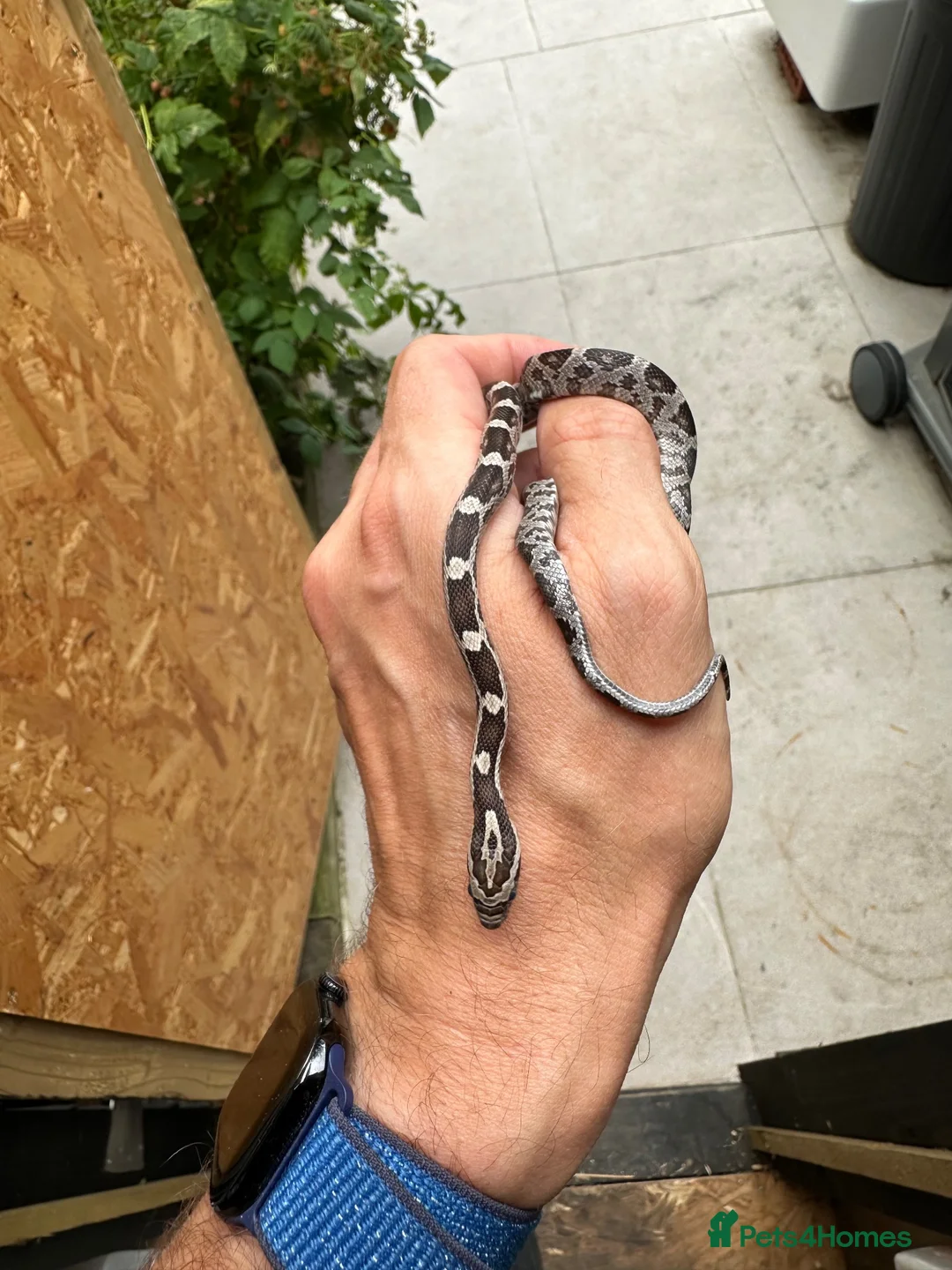 Corn Snake reptiles for sale: 🐍 2026 HATCHLING CORN SNAKES AVAILABLE 🐍 in Hornchurch - Advert 2