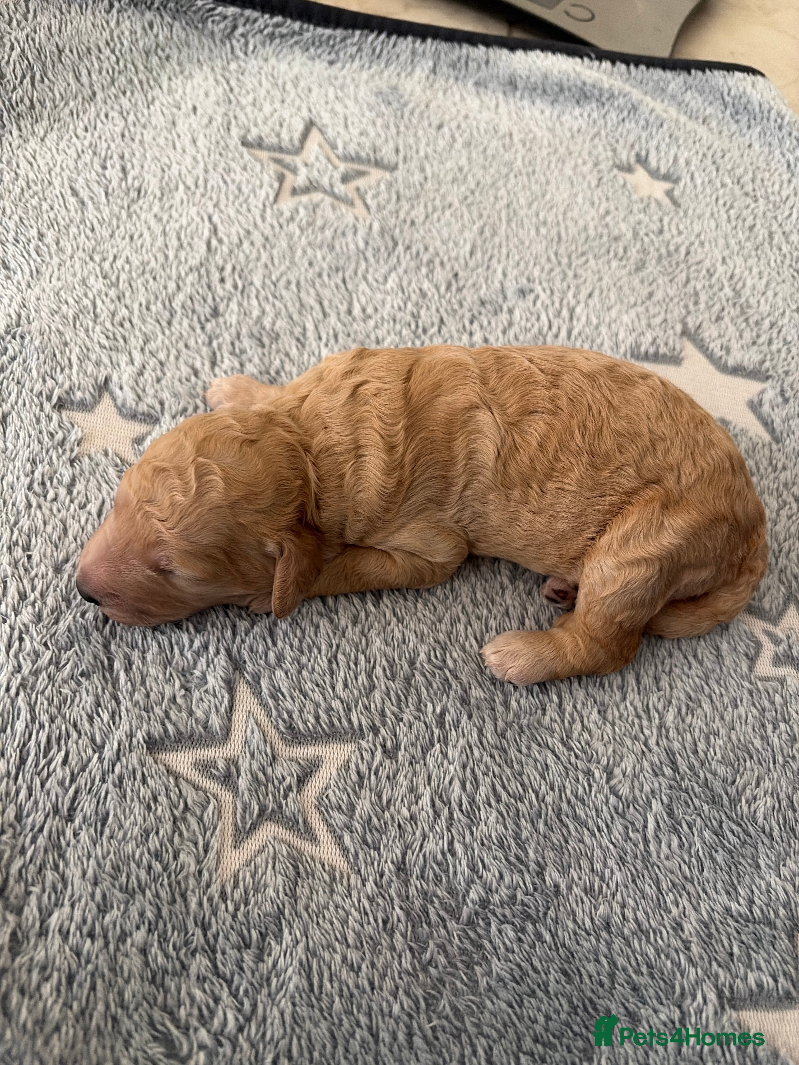 Labradoodle dogs F1b Labradoodle Puppies – Ready to Reserve - Advert 2