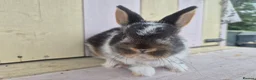 Netherland Dwarf rabbits for sale: 🩵PRETTIEST NETHERLAND DWARF COLOURED BABIES 🩷 - Advert 13