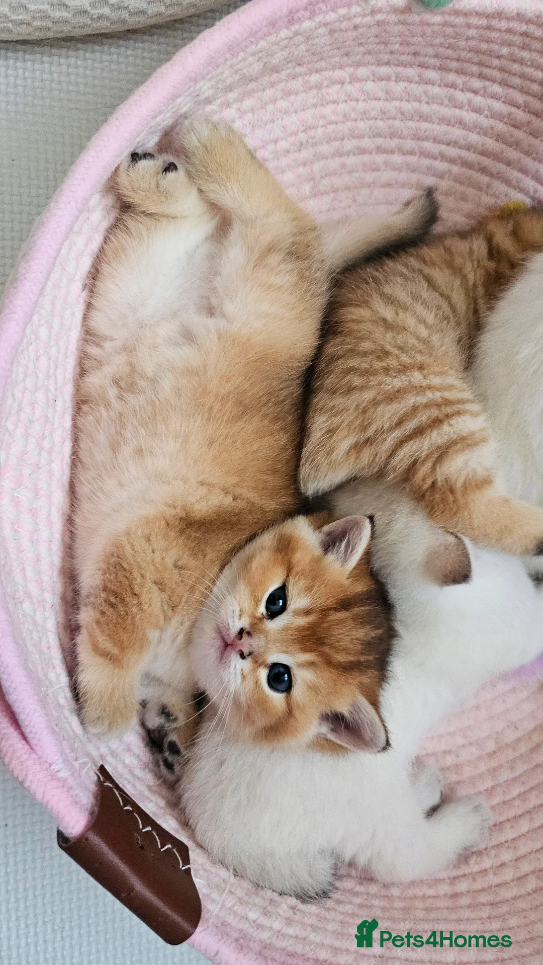 Scottish Fold cats for sale: Tica Registered pedigree kittens  - Advert 16