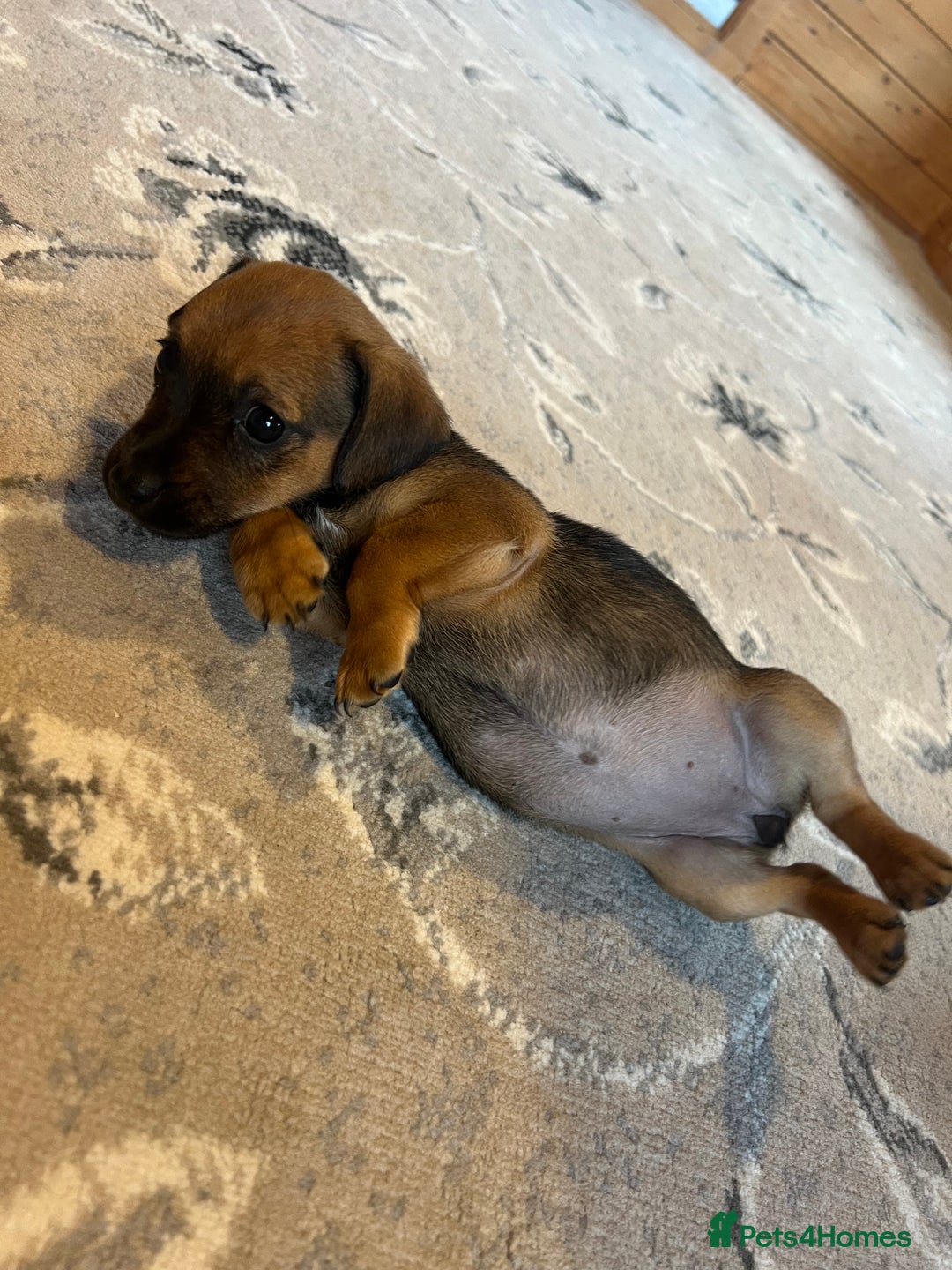 Mixed Breed dogs for sale: Jackapoo pups ready 9th August  - Image 8