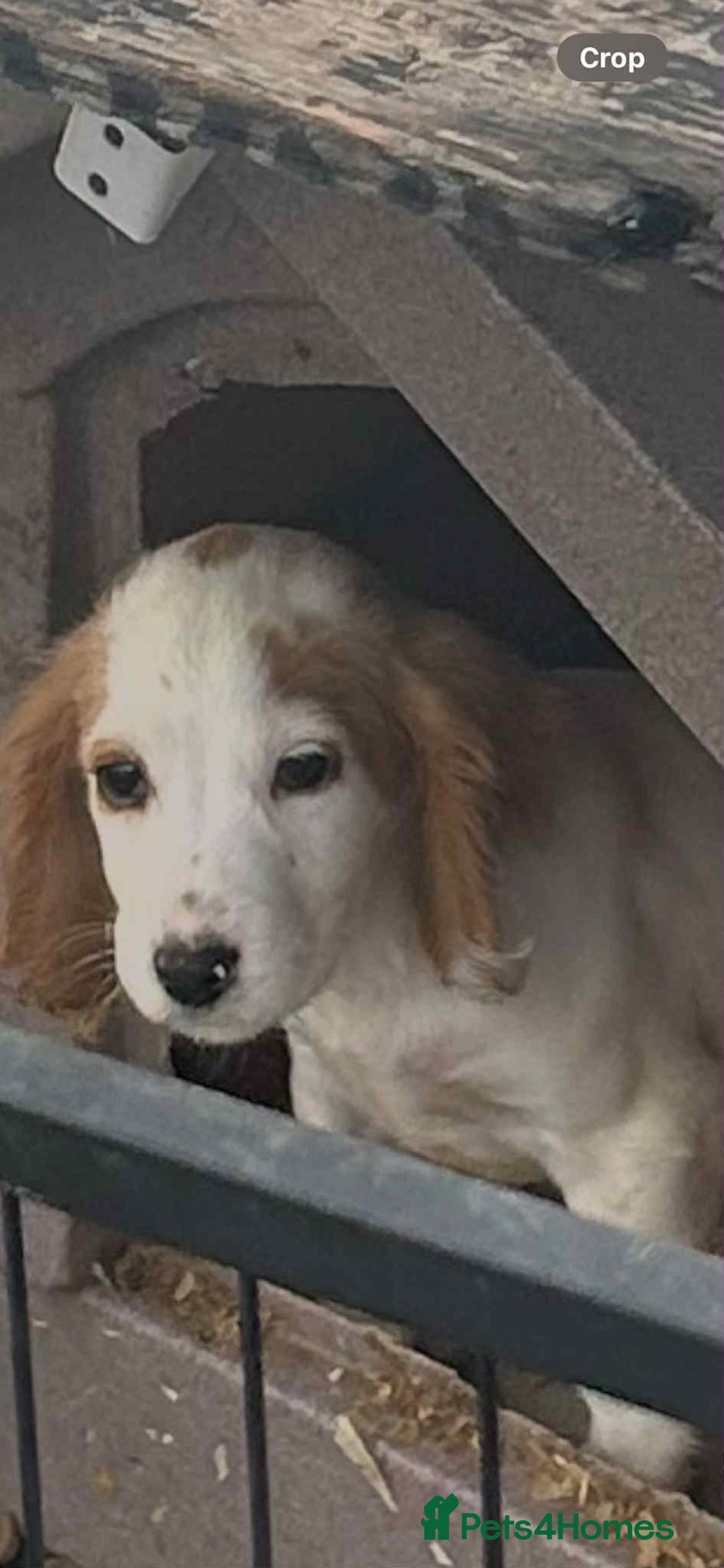 Cocker Spaniel dogs for sale: Beautiful Cocker spaniels girl  - Image 2