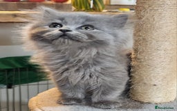 British Longhair cats for sale: Blue & Lilac Gorgeous British longhair kittens - Image 30