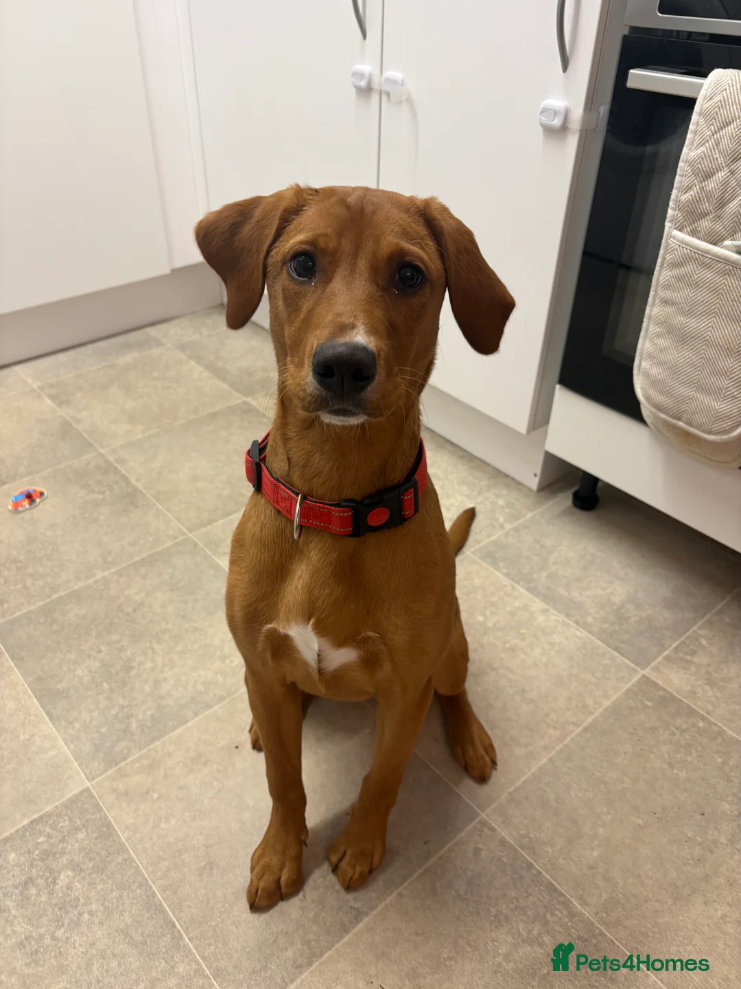 Goldador dogs for sale: Goldador  in Norwich - Advert 2