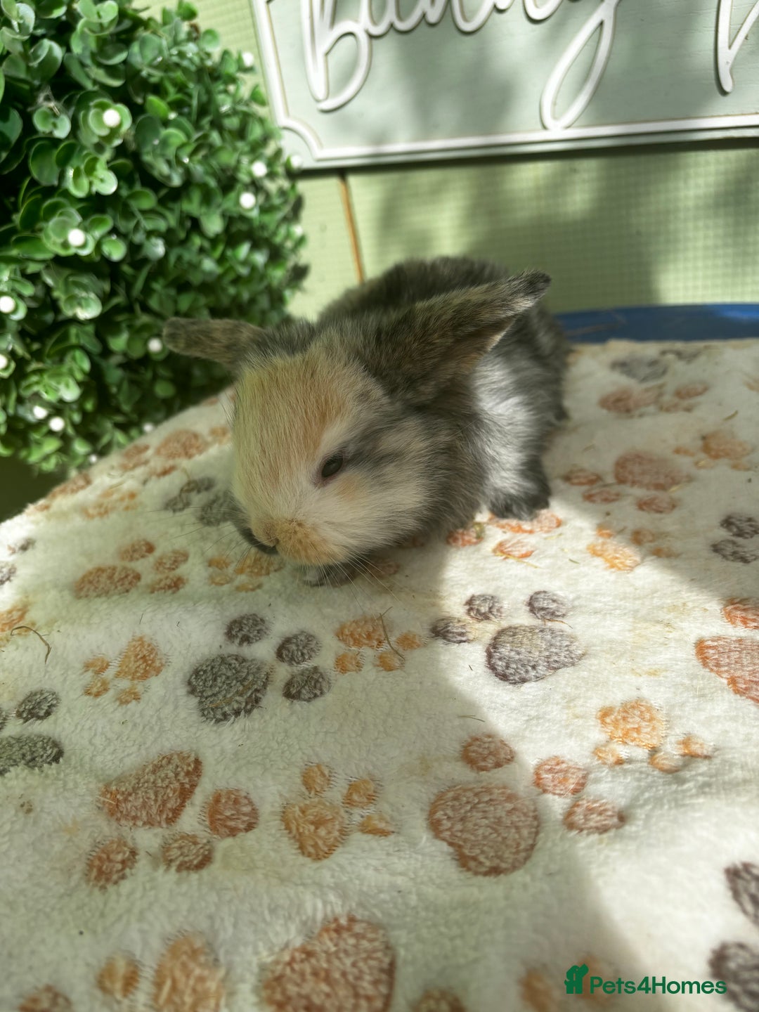 Mini Lop rabbits for sale: ❤️❤️Beautiful minilop bubbies for sale ❤️❤️ - Image 8
