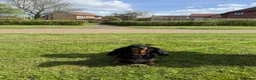 Miniature Dachshund dogs for sale: Lovely 6y old spayed girl - Advert 11