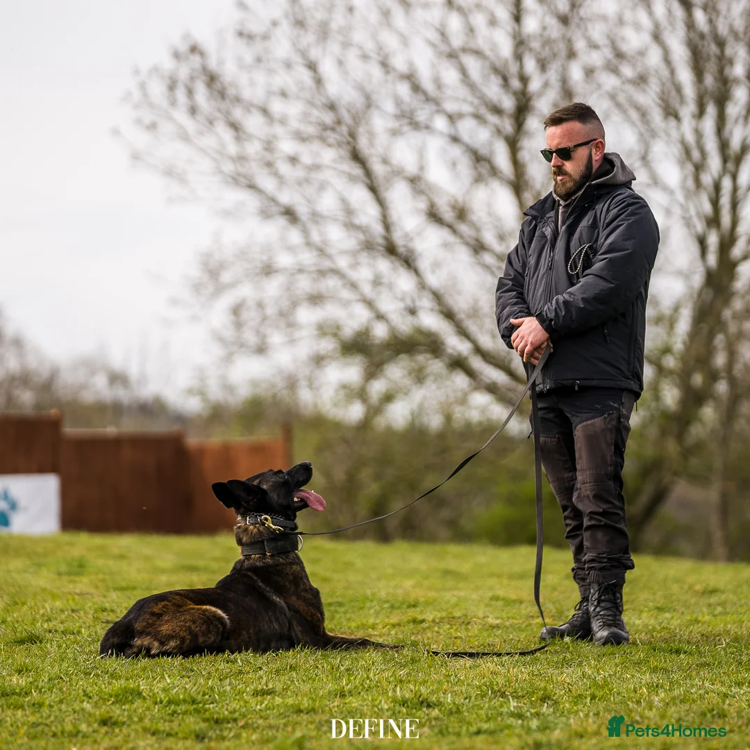 Belgian Shepherd Dog dogs for stud: Fenrir BRN 40887 - Advert 7