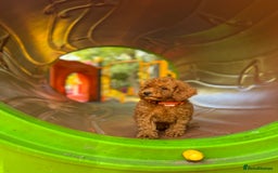 Toy Poodle dogs for sale: Adorable Toy Poodle Puppies  - Image 8