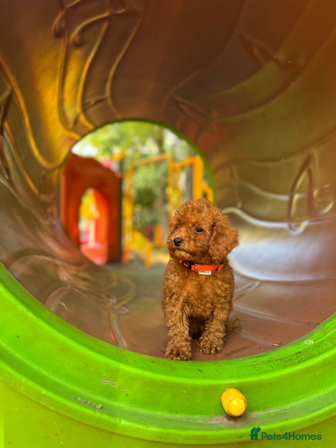 Toy Poodle dogs for sale: Adorable Toy Poodle Puppies  - Image 8