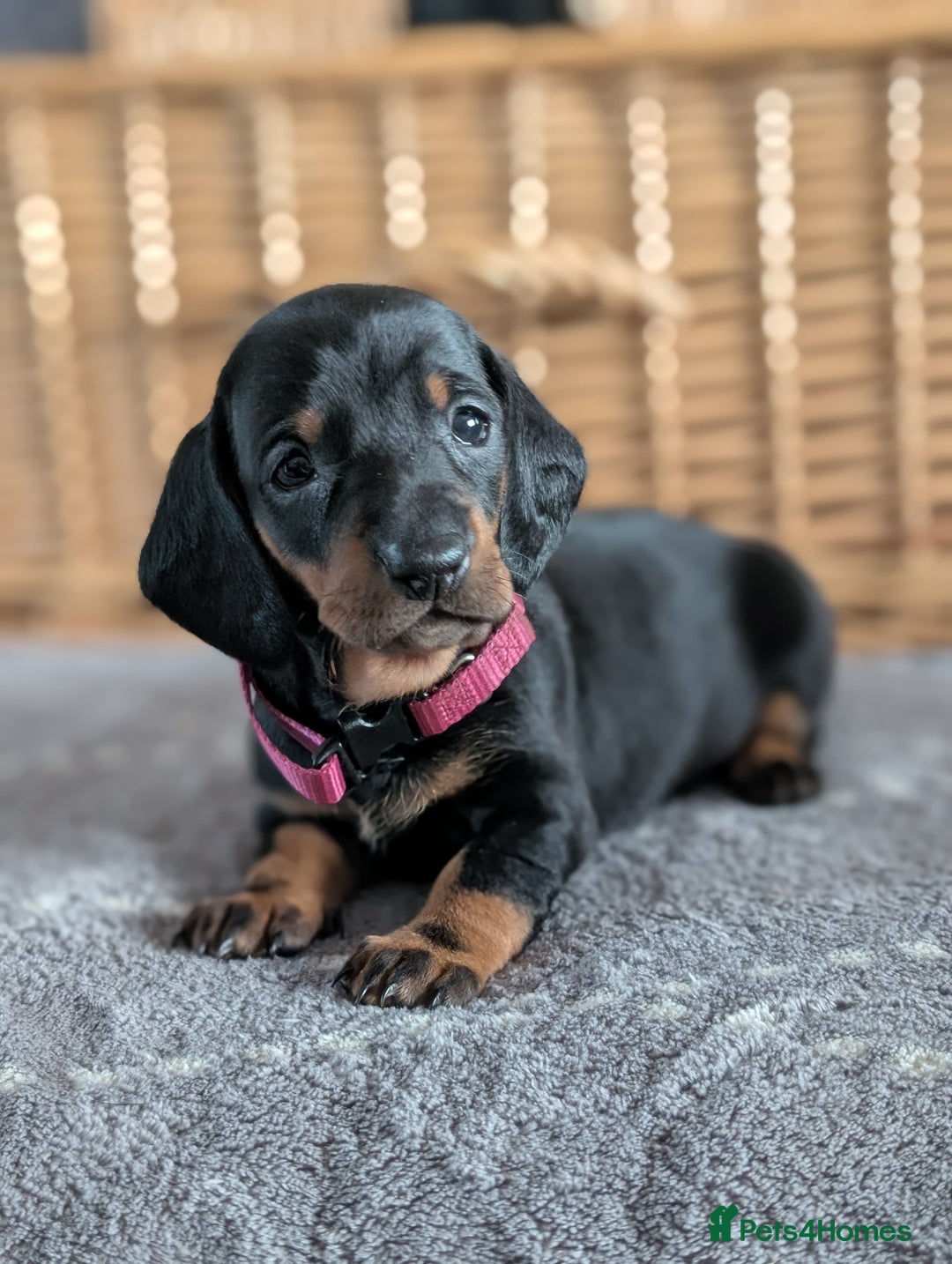 Dachshund dogs for sale: Quality Dachshund Standard Smooth Hair  - Advert 20