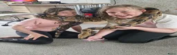 Boa Snake reptiles for sale: Red tail board constrictor  in Derby - Advert 3