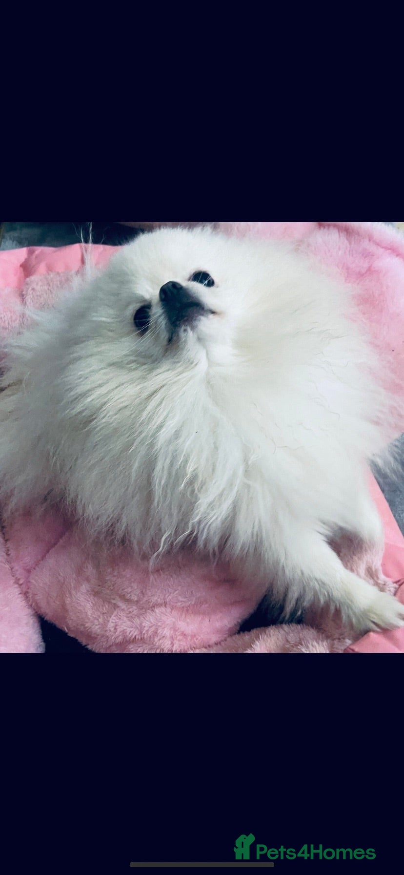 Pomeranian dogs Chaio Li Ya top champion lines stud dog kc reg - Advert 3