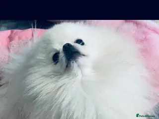 Pomeranian dogs Chaio Li Ya top champion lines stud dog kc reg - Advert 3