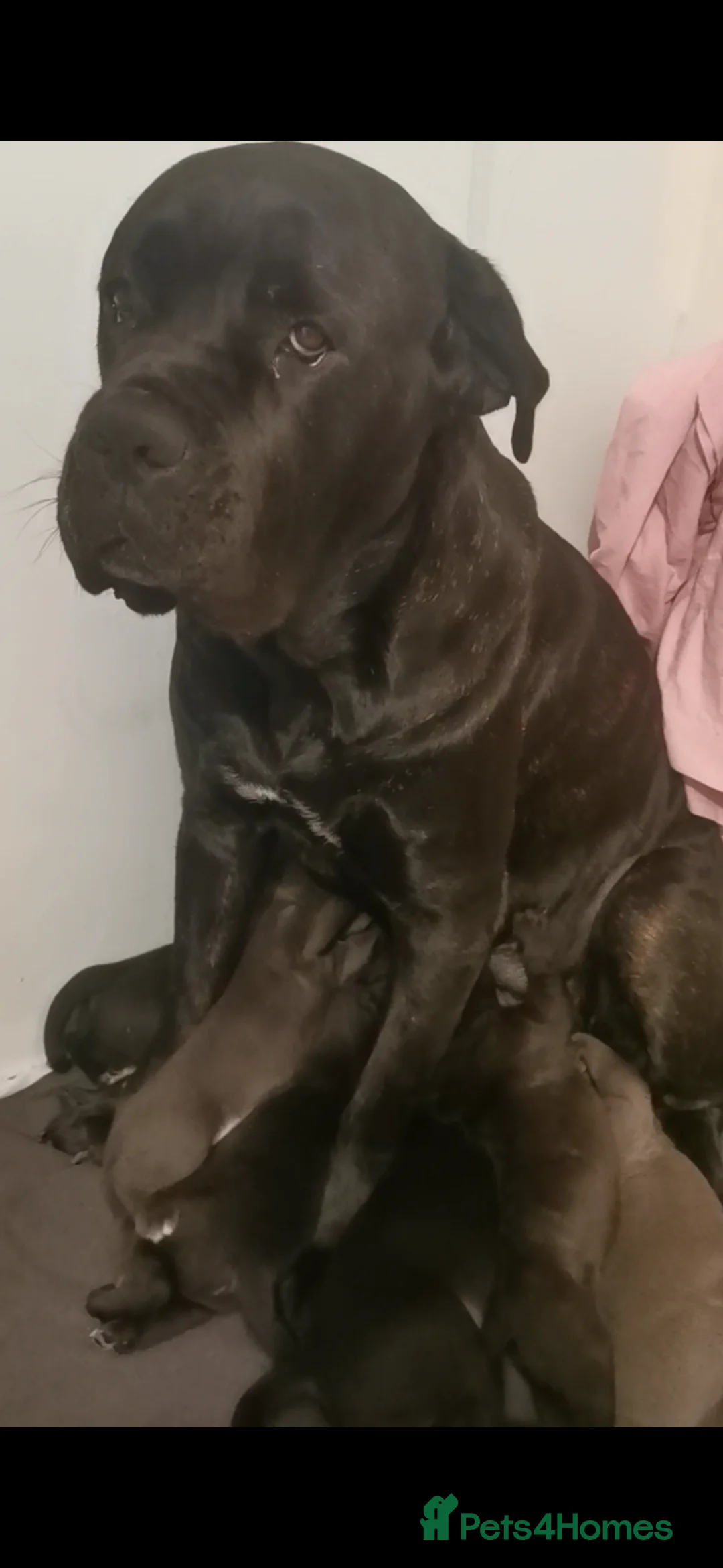 Cane Corso dogs for sale: Cane Corso  - Advert 15