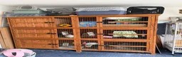 Netherland Dwarf rabbits for sale: Friendly Netherland Dwarf Rabbits with Large Hutch - Advert 12