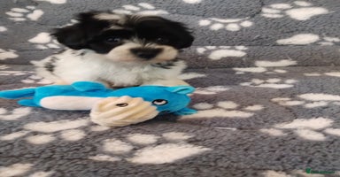 Maltipoo dogs - Advert 11