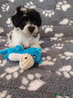 Maltipoo dogs - Advert 4