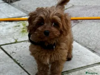 Cavapoo dogs Beautiful Cavapoo pups - Advert 10