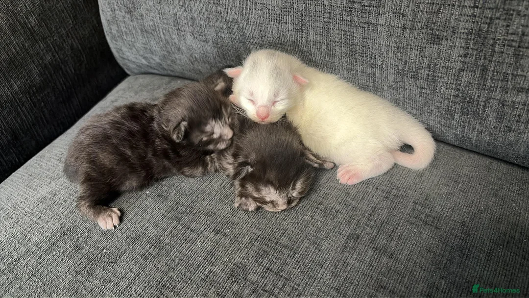 Ragcoon cats for sale: Stunning RagCoons - Advert 2