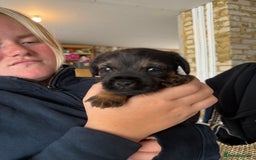 Border Terrier dogs for sale: Border Terriers - Image 8
