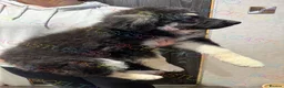 German Shepherd dogs for sale:  Reduced Stunning kcreg long coat GSD pups  - Advert 5