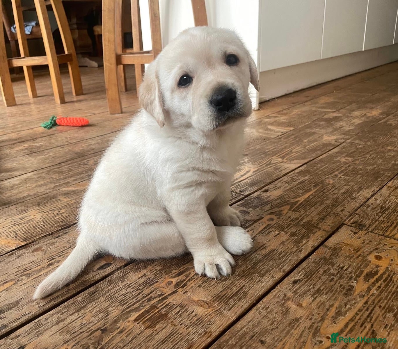 Labrador Retriever dogs Stunning KC Reg. Labrador Pups Chocolate/Yellow - Advert 11