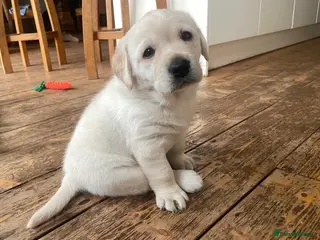 Labrador Retriever dogs Stunning KC Reg. Labrador Pups Chocolate/Yellow - Advert 11