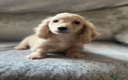 Dachshund dogs for sale: cream KC long haired miniature dachshunds for sale - Image 4