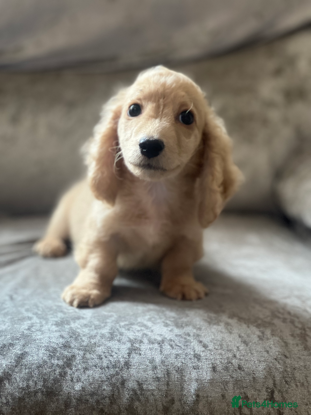 Dachshund dogs for sale: cream KC long haired miniature dachshunds for sale - Image 4