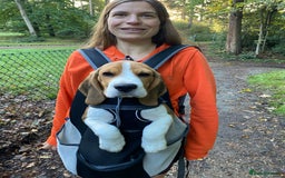 Beagle dogs for stud: Pedigree Beagle for Stud in Aldershot - Image 21