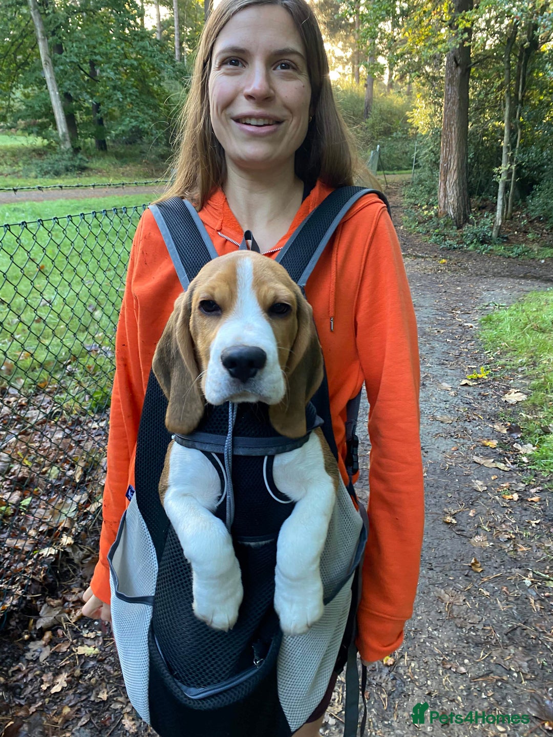 Beagle dogs for stud: Pedigree Beagle for Stud in Aldershot - Image 21