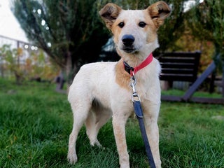 Mixed Breed dogs ❤️Milka – a 10-month-old smallish medium girl❤️ - Advert 16