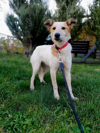 Mixed Breed dogs ❤️Milka – a 10-month-old smallish medium girl❤️ - Advert 3