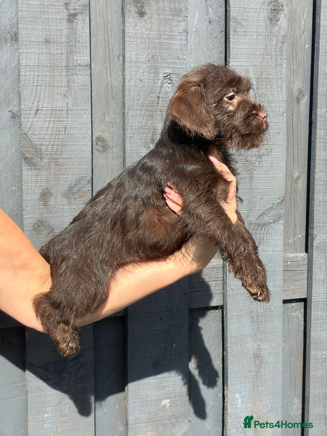 Patterdale Terrier dogs for sale: ⭐️ Patterdale puppies only 2 girls available ⭐️ - Image 1