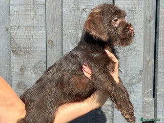 Patterdale Terrier dogs - Advert 10