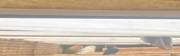 Lovebirds birds for sale: Lovebirds for sale! 🦜 - Advert 4
