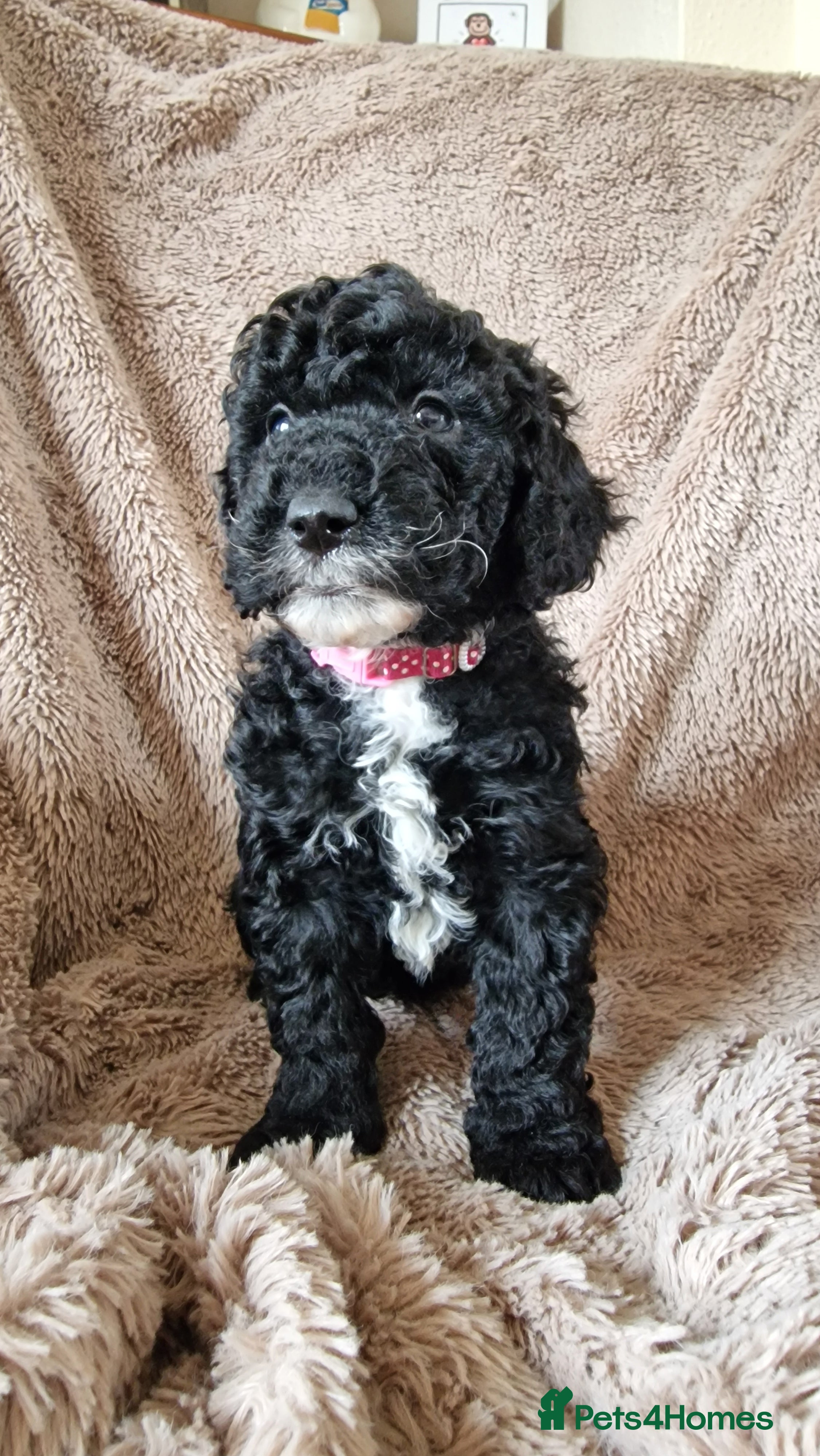 Miniature Poodle dogs Stunning Miniature Poodle Puppies PRA clear  - Advert 6
