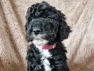 Miniature Poodle dogs Stunning Miniature Poodle Puppies PRA clear - Advert 6