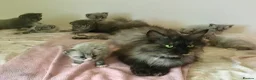 Maine Coon cats for sale: Bundles of maincoon fun  - Advert 9