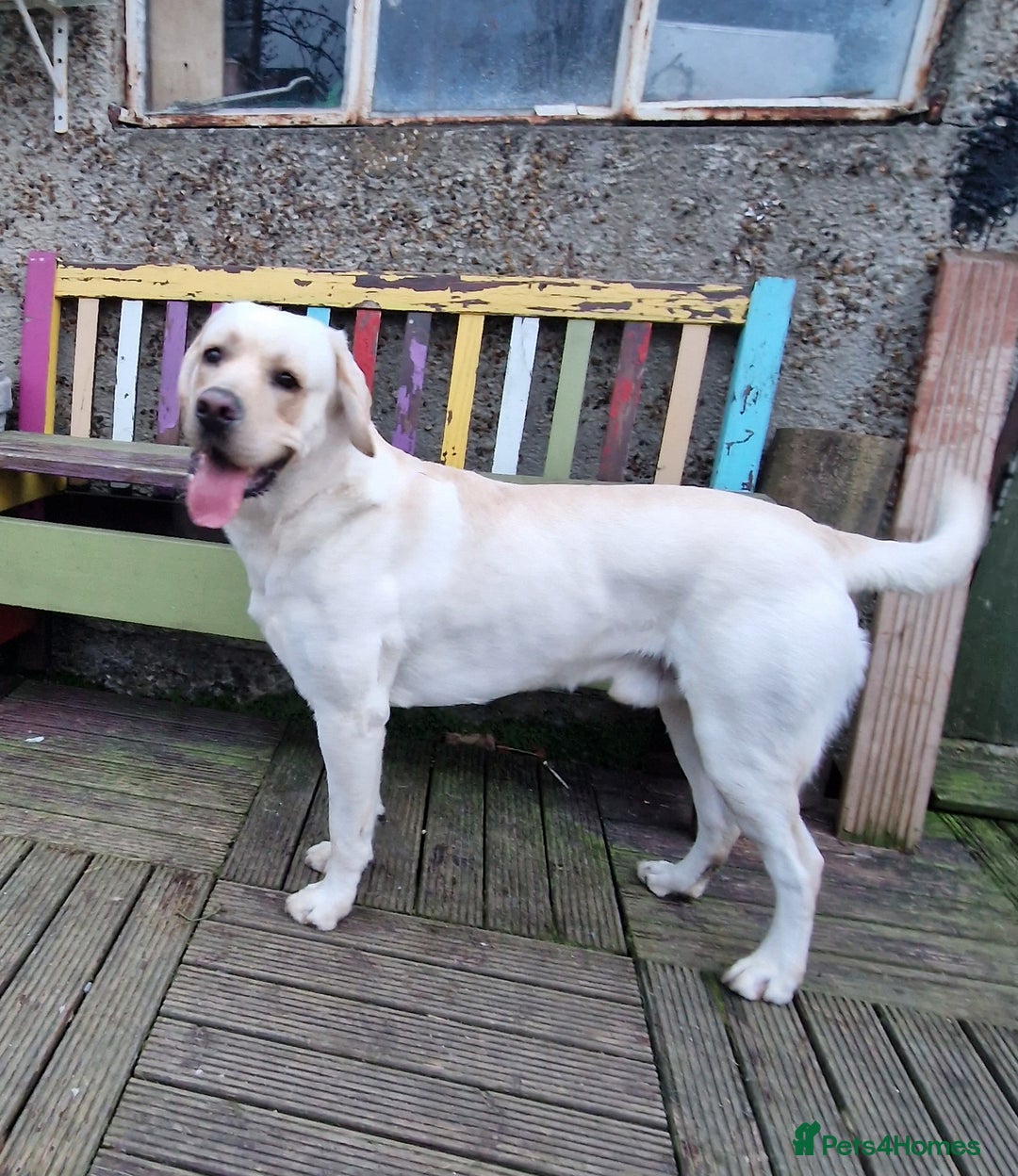 Labrador Retriever dogs for stud: Yellow/ gold labrador for the stud!!! in Thornton Heath - Advert 2
