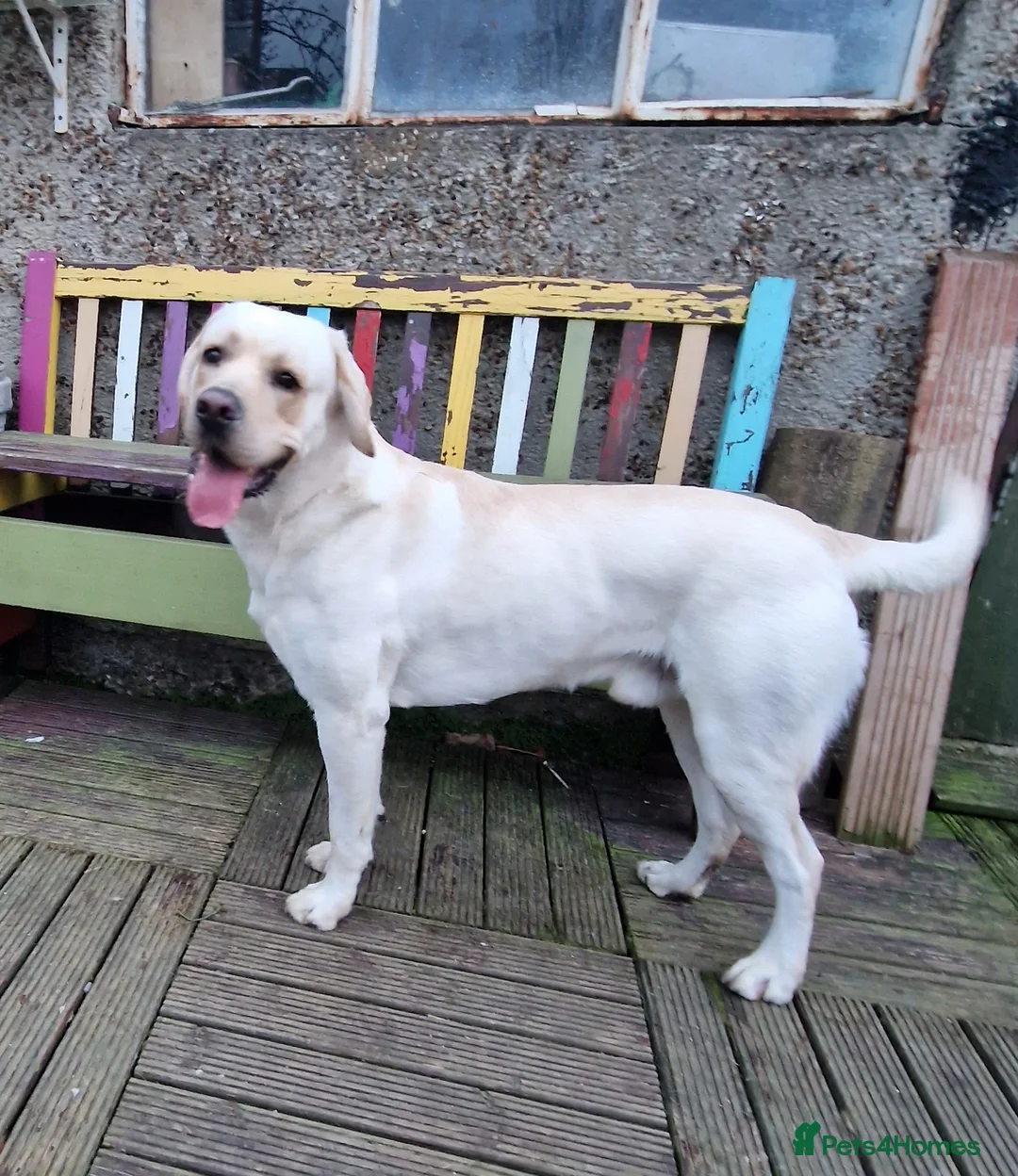 Labrador Retriever dogs for stud: Yellow/ gold labrador for the stud!!! in Thornton Heath - Advert 2