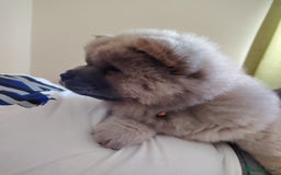 Chow Chow dogs for sale:  KC registered Chow Chow puppies for sale.🤗 - Image 14