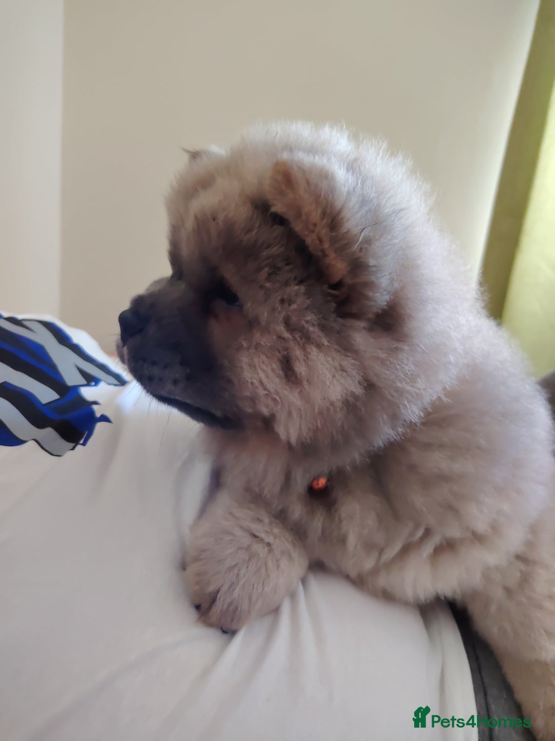 Chow Chow dogs for sale:  KC registered Chow Chow puppies for sale.🤗 - Image 14