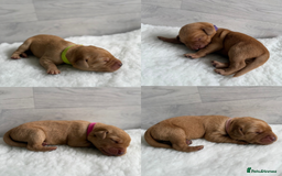 Labrador Retriever dogs for sale: Fox Red Lab Pups 🐶🩵 - Image 2
